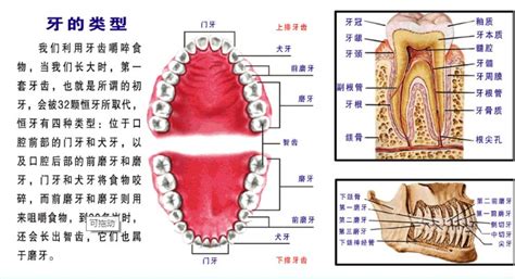 嘴巴牙齒|口腔科學/牙體解剖